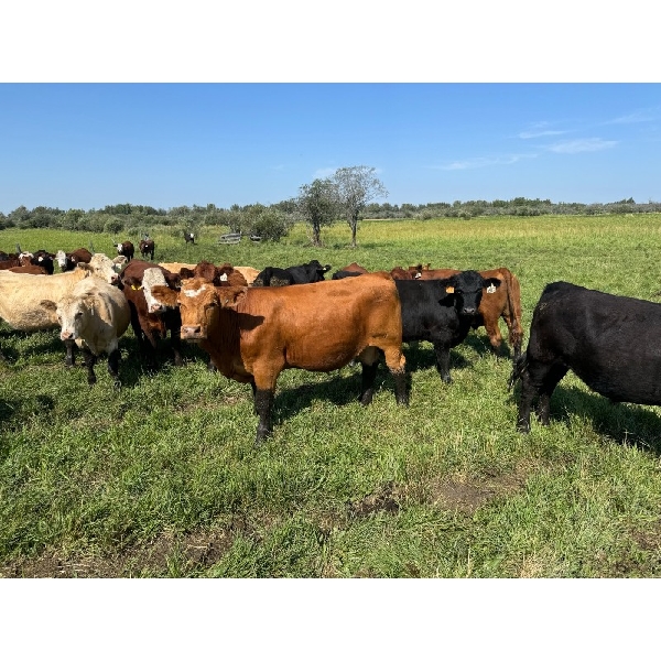Triplelyones Farms - 850# August Grass Steers - 207 Head (Westlock, AB)