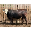 Image 2 : Brandt Boys Inc. - 1000# August Delivery Steers - 62 Head (Tolstoi, MB)