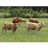 Image 2 : Jason & Jenna Packer - 740# October Delivery Heifer Calves - 83 Head (Sundre, AB)
