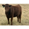 Image 10 : Rafter NZ Ranch - 22 Red X March/April Calving Bred Heifers (Pincher Creek, AB)