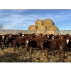 Image 4 : South Ridge Simmentals - 680# Jan/Feb Delivery Heifers - 90 Head (Monarch, AB)