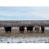 Image 5 : Hines Ranching - 900# Dec/Jan Delivery Yearling Steers - 70 Head (Marwayne, AB)