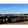Image 3 : South Island Farms - 820# April Delivery Steers - 75 Head (Bow Island, AB)