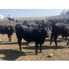 Image 3 : DL Feedlot - 680# June/July Delivery Steers - 200 Head (Fort Macleod, AB)