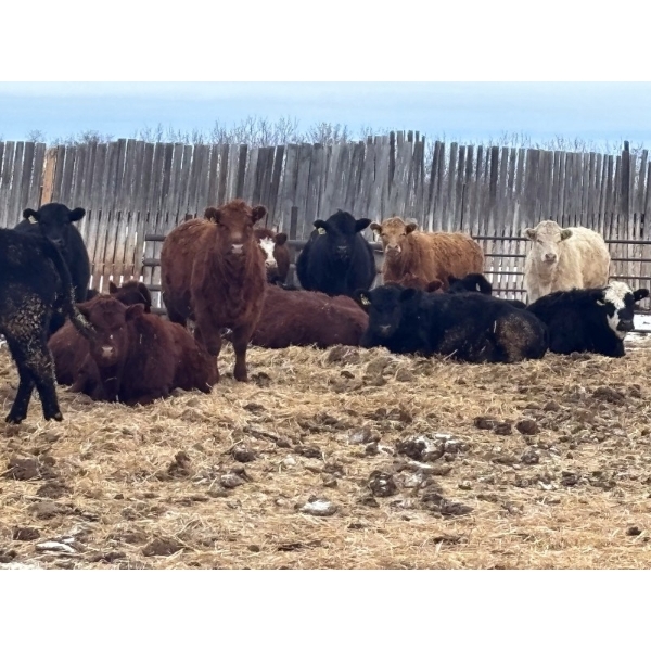 Hines Ranching - 825# February Delivery Yearling Heifers - 73 Head (Marwayne, AB)