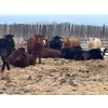 Image 1 : Hines Ranching - 825# February Delivery Yearling Heifers - 73 Head (Marwayne, AB)
