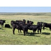 Image 11 : Twin Bridges Ranch - 800# August Delivery Grass Heifers - 160 Head (Maple Creek, SK)
