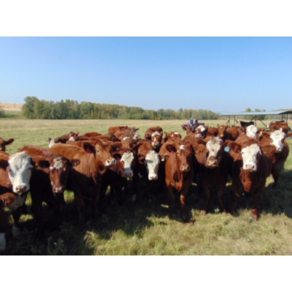 Sandy Loree - 22 Red Brockle/Red Baldie Bred Heifers (Olds, AB)