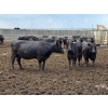 Image 5 : M.S. MacLean Livestock - 1400# Black/BBF Feeding Cows - 29 Head (Coaldale, AB)