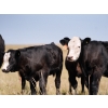 Image 3 : Bar 15 Ranch Ltd. - 520# October Delivery Heifer Calves - 20 Head (Claresholm, AB)