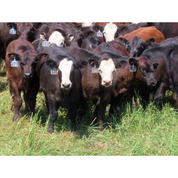 Calvin Rydzik - 525# November Delivery Steer Calves - 100 Head (Glenavon, SK)
