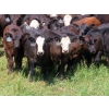 Image 1 : Calvin Rydzik - 525# November Delivery Steer Calves - 100 Head (Glenavon, SK)