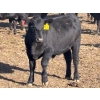 Image 9 : Lance & Lisa Howg - 760# October Delivery Steer Calves - 80 Head (Enchant, AB)