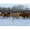Image 6 : Steven Bartel - 975# July Delivery Heifers - 63 Head (Carroll, MB)