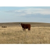 Image 4 : McIntyre Ranch - 1012# October Delivery Grass Heifers - 55 Head (Picture Butte, AB)