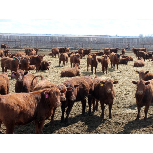 A&S Farms - 30 Red Replacement Heifers (Coaldale, AB)