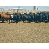 Image 4 : M.S. MacLean Livestock - 1020# May Delivery Steers - 59 Head (Coaldale, AB)