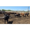 Image 3 : South Island Farms - 980# June/July Delivery Heifers - 100 Head (Bow Island, AB)