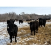 Image 5 : SNC Ranching - 930# March Delivery Steers - 185 Head (Arcola, SK)