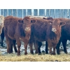 Image 3 : Blue Moon Cattle Co. - 800# March Delivery Weaned Heifers - 60 Head (Irricana, AB)