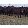 Image 3 : Graham Alexander - 5 Red Young Cows (Pen 407 - 409)
