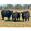 Image 1 : Baintree Angus - 625# November Delivery Steer Calves - 70 Head (Sundre, AB)