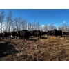 Image 16 : Chris Bartel - 1025# May Delivery Steers - 60 Head (Fort Vermilion, AB)
