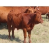 Image 12 : Thackeray Land & Cattle Inc. - 680# November Delivery Steer Calves - 90 Head (Goodwater, SK)