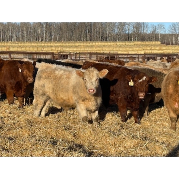 Jason Szymanek - 780# January Delivery Steers - 80 Head (Stauffer, AB)