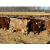 Image 1 : Jason Szymanek - 780# January Delivery Steers - 80 Head (Stauffer, AB)