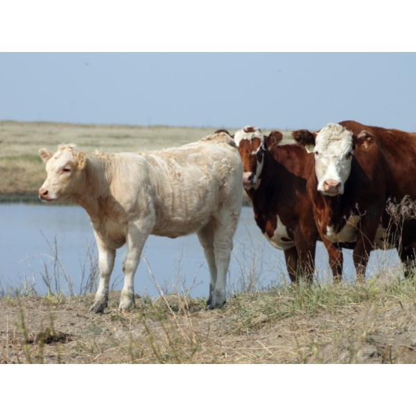 F Nester Ranching - 600# October Delivery Heifer Calves - 95 Head (Picture Butte, AB) VBP+