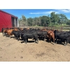 Image 6 : Turtleview Livestock - 930# October Delivery Grass Heifers - 62 Head (Goodlands, MB) VBP+