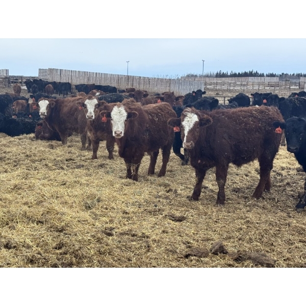 Luke & Jen Smith - 1050# June Delivery Steers - 112 Head (Rhein, SK)