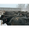 Image 4 : Fox Cattle Co. - 50 Black Angus/Simm X A.I. December Delivery Bred Heifers (Foam Lake, SK)