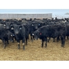 Image 7 : Hegedys Ranching - 825# January Weaned Steers - 300 Head (Acme, AB)