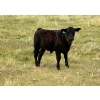 Image 9 : Circus Coulee Cattle (Robert & Jordy Hoff) - 530# November Steer Calves - 95 Head (Dorothy, AB)