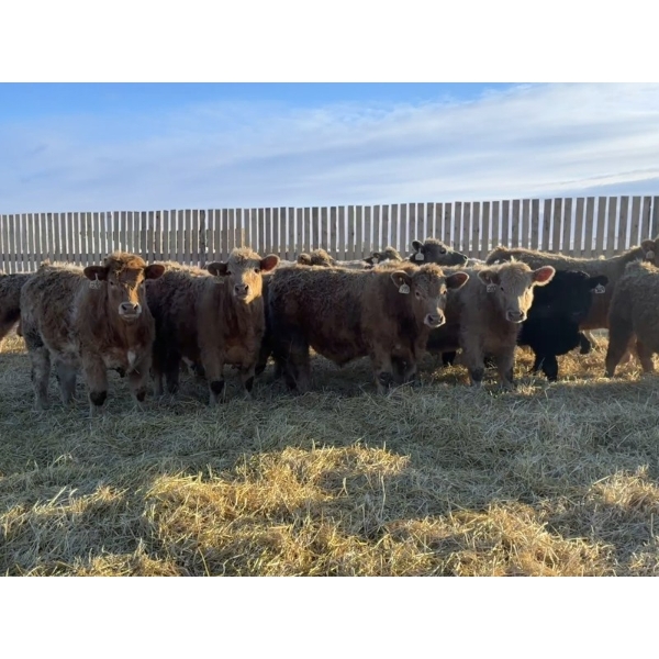 VJS Ag Corp. - 730# February Delivery Steers - 80 Head (Vanscoy, SK) VBP+