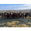 Image 1 : VJS Ag Corp. - 730# February Delivery Steers - 80 Head (Vanscoy, SK) VBP+