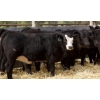 Image 1 : Pozko Cattle Company Ltd. - 600# October Delivery Heifer Calves - 6 Head (Creston, BC)