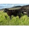 Image 5 : J. Manning & A. Bates - 535# October Delivery Heifer Calves - 35 Head (Hat Creek, BC)
