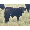 Image 4 : Hobman Livestock - 570# October Steer Calves - 103 Head (Nokomis, SK)