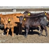 Image 2 : Allan & Janet Nameth - 600# November Delivery Steer Calves - 95 Head (Cupar, SK) VBP+