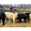 Image 4 : Upland Livestock - 550# April/May Delivery Steers - 60 Head (Wood Mountain, SK)