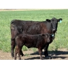 Image 7 : Sherwyn Torkelson - 10 Black/BBF 1st Calf Pairs (Patricia, AB)