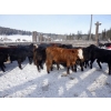 Image 4 : Devick’s Ranch - 720# Jan/Feb Weaned Steers - 66 Head (Kamloops, BC)