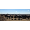 Image 2 : Cattlewood Farms Ltd. - 825# June/July Delivery Heifers - 120 Head (Fincastle, AB)