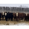 Image 2 : Garth & Theresa Kauppi - 870# December Weaned Steers - 73 Head (Eckville, AB)