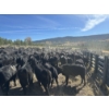 Image 4 : Kamloops Area Ranchers - 685# October Delivery Steer Calves - 140 Head (Kamloops, BC)
