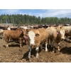 Image 3 : Zane Davis - 1100# August Delivery Grass Steers - 112 Head (Niton Junction, AB)