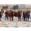 Image 5 : Breault Ranching Ltd. - 685# April Delivery Steers - 240 Head (Ste. Rose, MB) VBP+